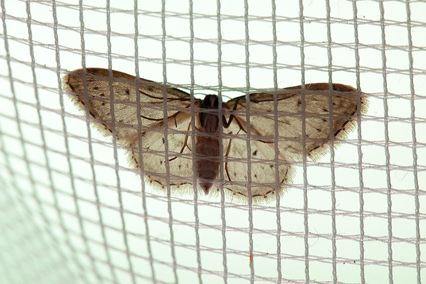 Idaea seriata, Geometridae